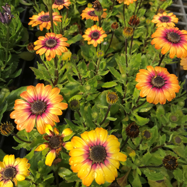 Osteospermum Pop Eye Yellow Amber And Imperial Purple