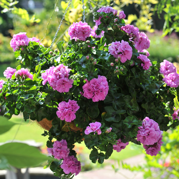 Pelargonium Great Balls Of Fire Collection