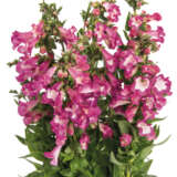 Penstemon Pep Talk Cerise Lplpenptc - Garden Express Australia