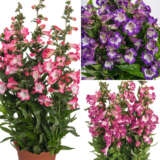 Penstemon Pep Talk Collection Colpenptc - Garden Express Australia