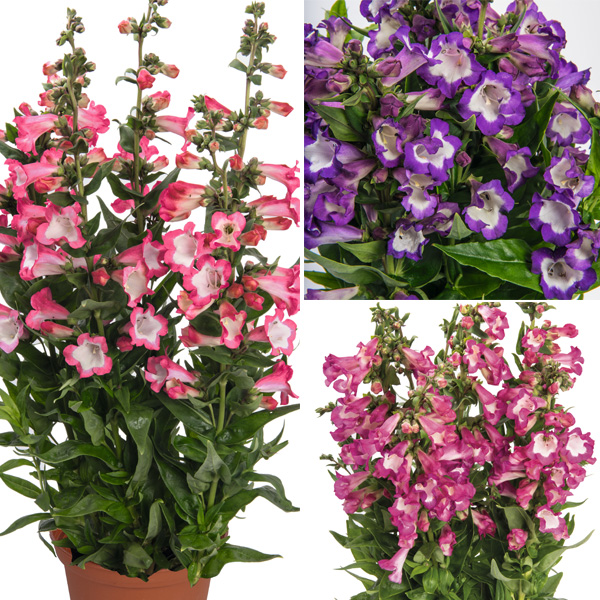 Penstemon Pep Talk Collection