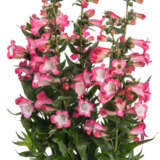 Penstemon Pep Talk Hot Pink Lplpenphp - Garden Express Australia