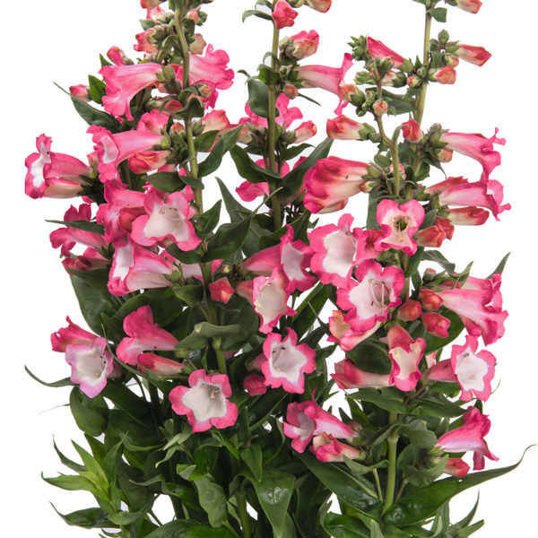 Penstemon Pep Talk Hot Pink