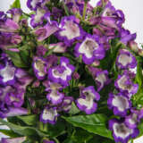 Penstemon Pep Talk Purple Lplpenppu - Garden Express Australia