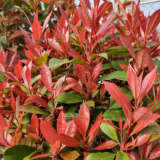 Photinia Thin Red Lpophothr - Garden Express Australia