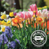 Pre-Order Spring Bulbs