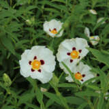 Rock Rose Alan Fradd Lporroafr - Garden Express Australia