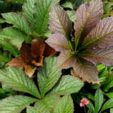 Rodgersia Bronze Peacock