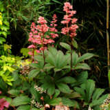 Rodgersia Bronze Peacock Lporodbpe - Garden Express Australia