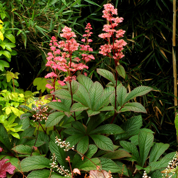 Rodgersia Bronze Peacock