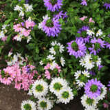 Scaevola Touch Pink White Blue Lplscatou - Garden Express Australia