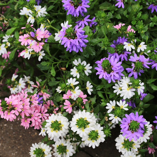 Scaevola Touch Pink, White & Blue