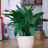 Spathiphyllum Peace Lily Maracay Lplspamar - Garden Express Australia