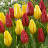 Tulip Strong Blend Pktulstb - Garden Express Australia