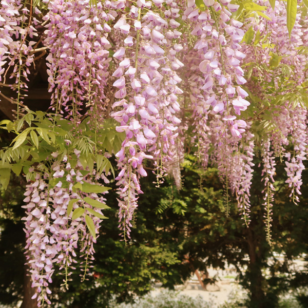 Wisteria Carnea- Pale Pink Japanese