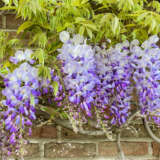 Wisteria Domino P10wisdom - Garden Express Australia