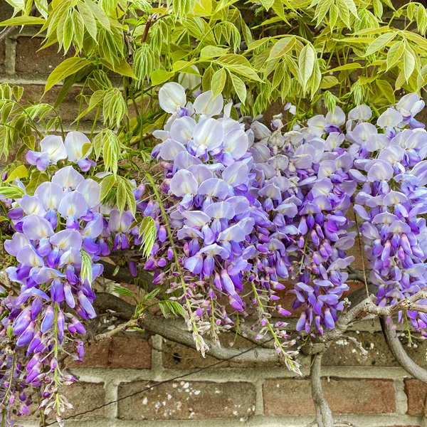 Wisteria Domino