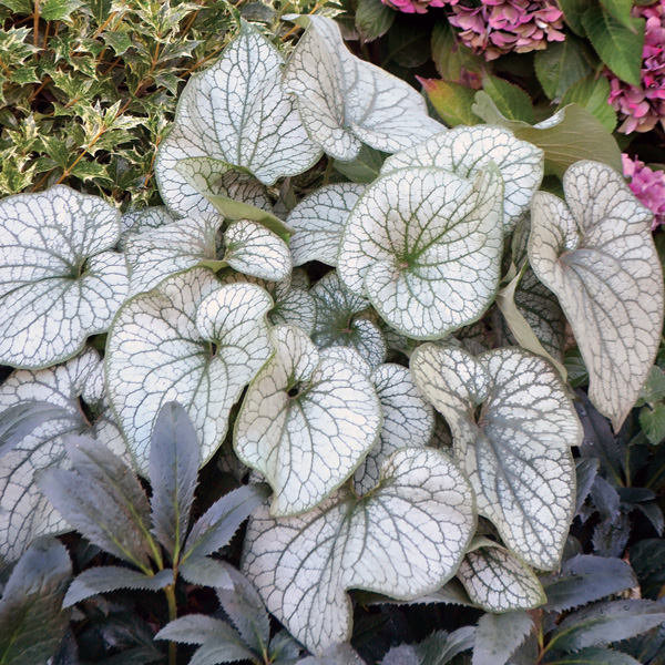 Brunnera Alexanders Great