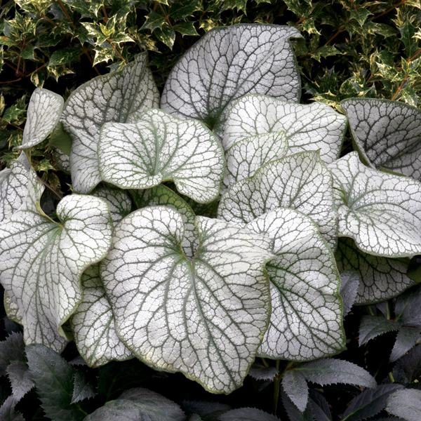 Brunnera Alexanders Great