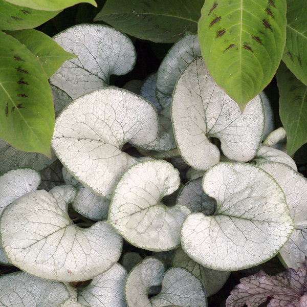 Brunnera Looking Glass