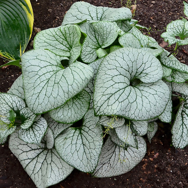 Brunnera Sterling Silver