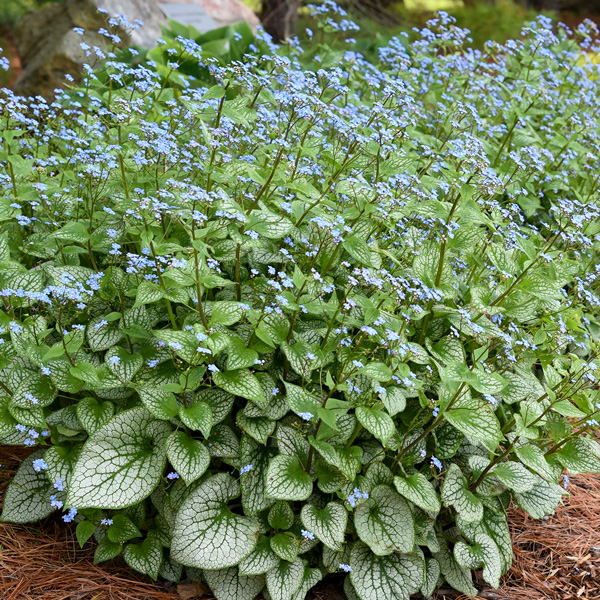 Brunnera Sterling Silver