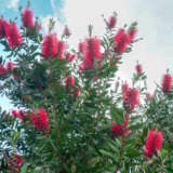 Callistemon Burgundy Lpocalbur - Garden Express Australia