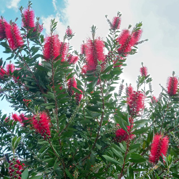 Callistemon Burgundy