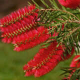 Callistemon Packers Selection Lpocalpse - Garden Express Australia