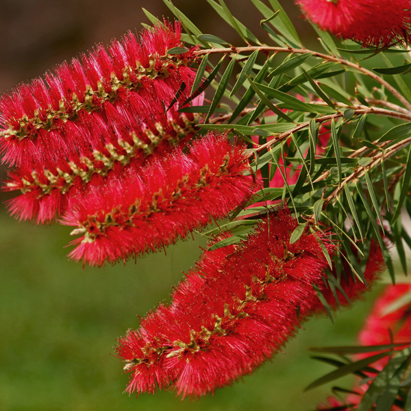 Callistemon Packers Selection