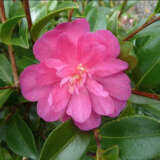 Camellia Petite Ruby P14camppr - Garden Express Australia