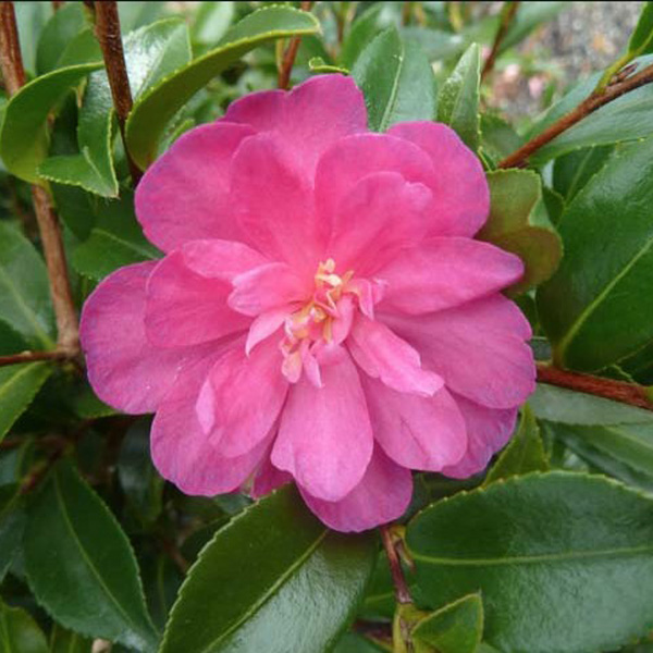 Camellia Paradise Petite Ruby (pbr)