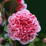 Camellia Volunteer P14camvol - Garden Express Australia