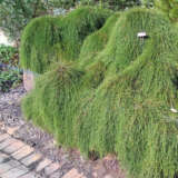 Casuarina It And A Bit Mx Granger Cc0 Via Wikimedia Commons Lpocasiab - Garden Express Australia