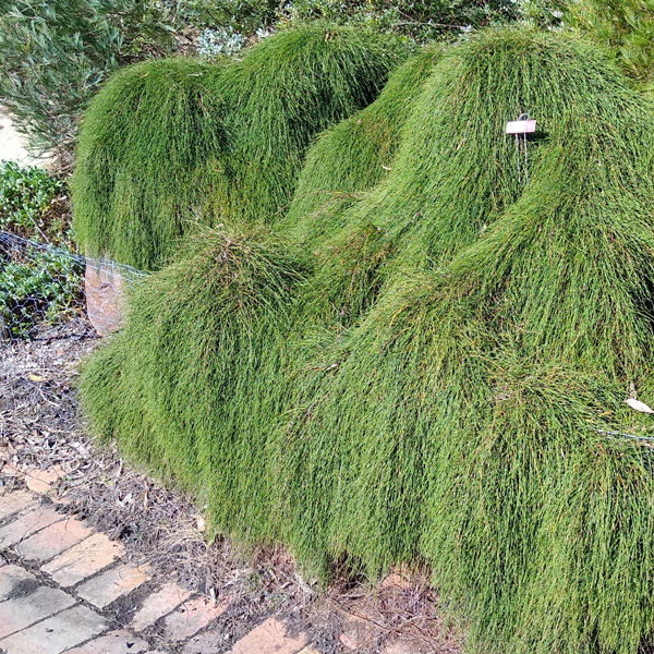 Casuarina It And A Bit