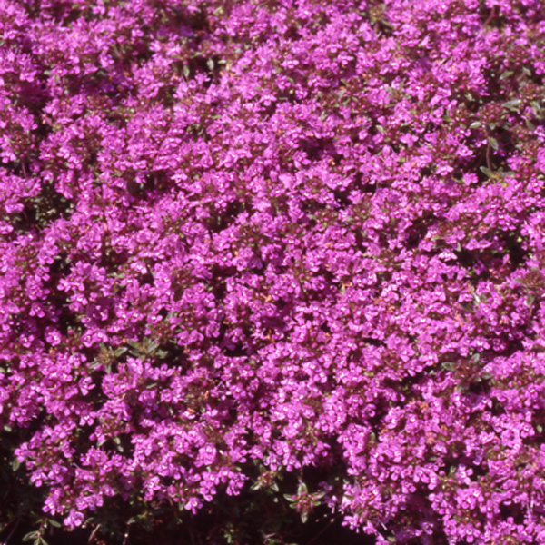 Creeping Red Thyme