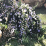 Creeping Rosemary Lpocreros - Garden Express Australia