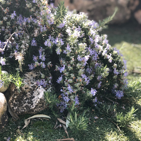 Creeping Rosemary