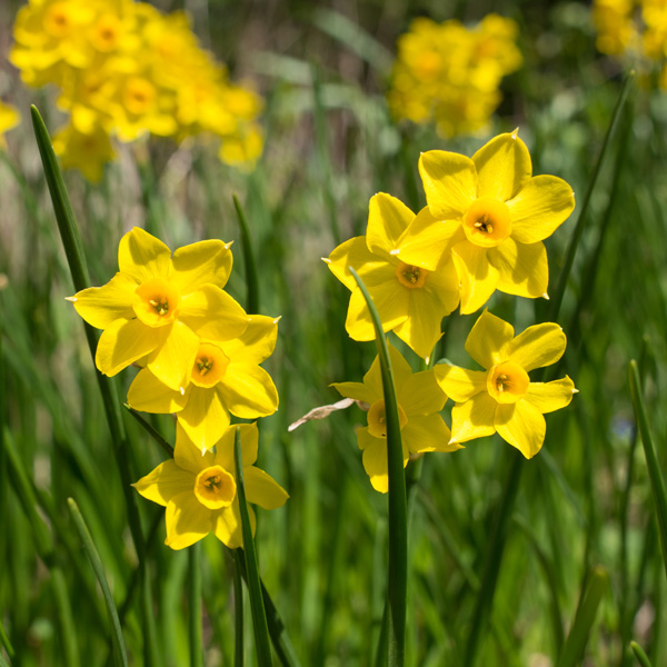 Daffodil Baby Boomer