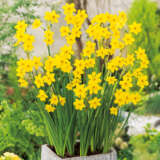 Daffodil Baby Boomer Pkdafbbo 2 2025 - Garden Express Australia