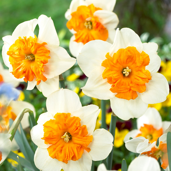 Daffodil Parisienne