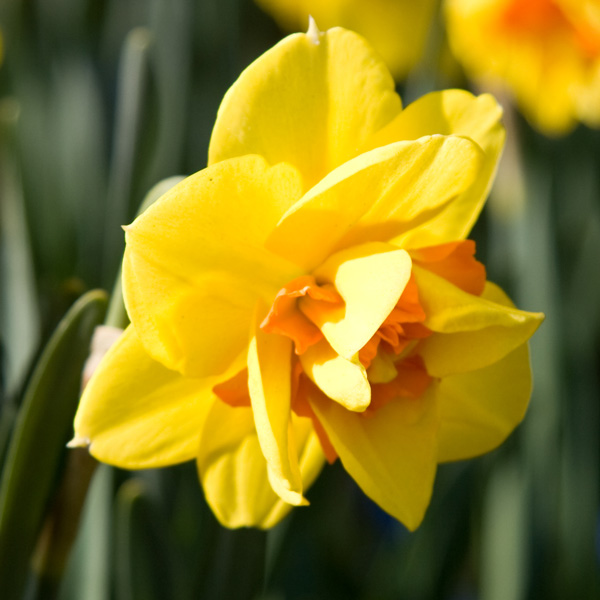 Daffodil Tamar Fire