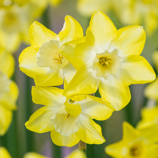 Daffodil Verdin