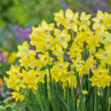 Daffodil Verdin