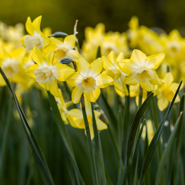 Daffodil Verdin