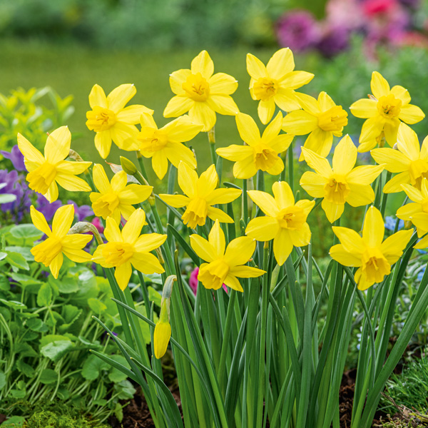 Daffodil Yellow Sailboat