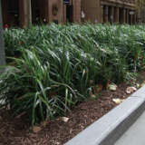 Dianella Breeze Lpodiabrz - Garden Express Australia