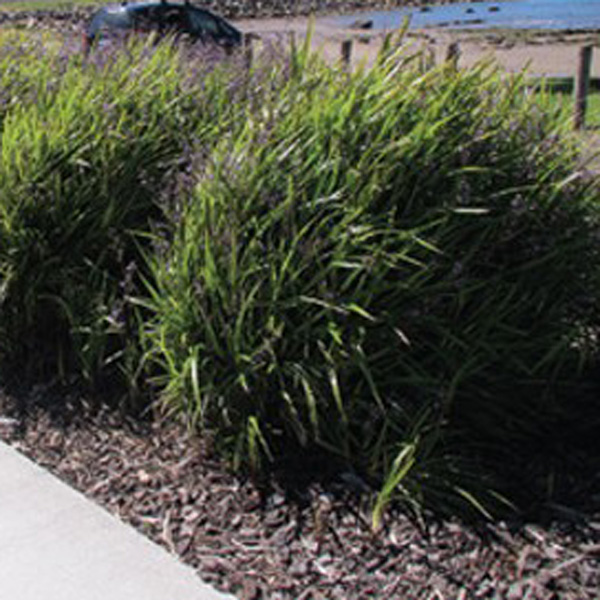 Dianella Breeze (PBR) - Garden Express