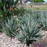 Dianella Cassa Blue Lpodiacbl - Garden Express Australia