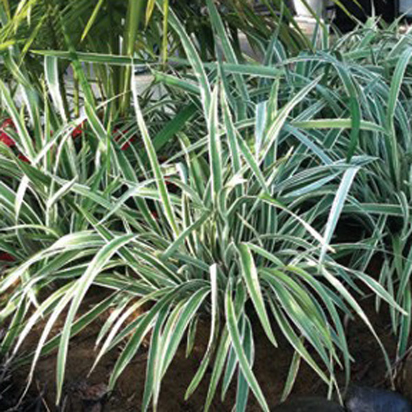 Dianella Wyeena (pbr)